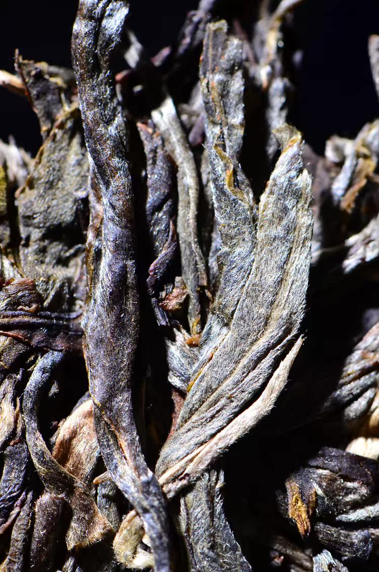 追溯真正的六大古茶山!莽枝王古树!茶骨滋味重现!-郭少华藏剑山庄