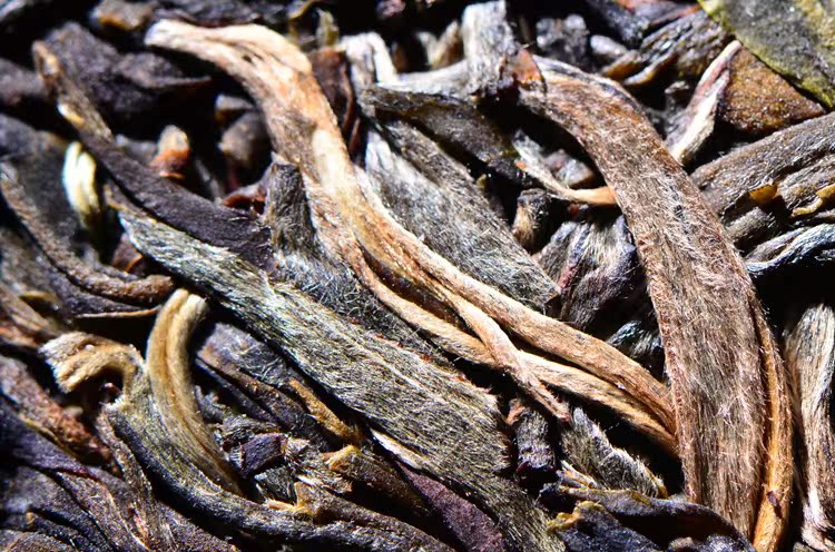 追溯真正的六大古茶山!莽枝王古树!茶骨滋味重现!-郭少华藏剑山庄