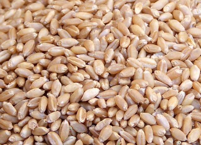 绿色有机小麦麸皮 纯净麦麸粉 麸子 降糖降脂 排毒抗癌